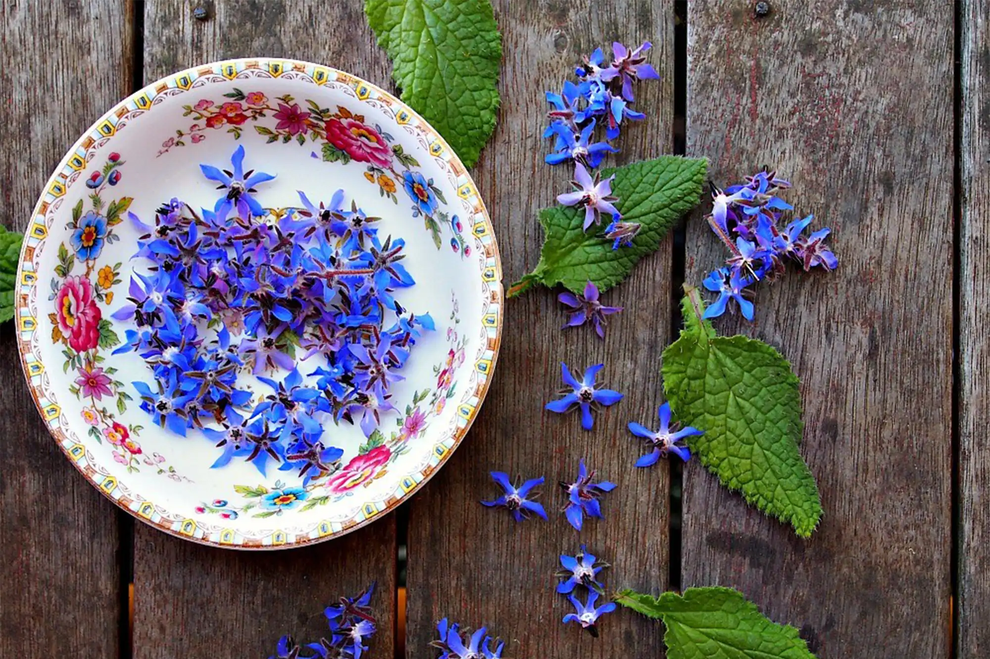 wholesale medicinal plants